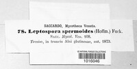 Ruzenia spermoides image